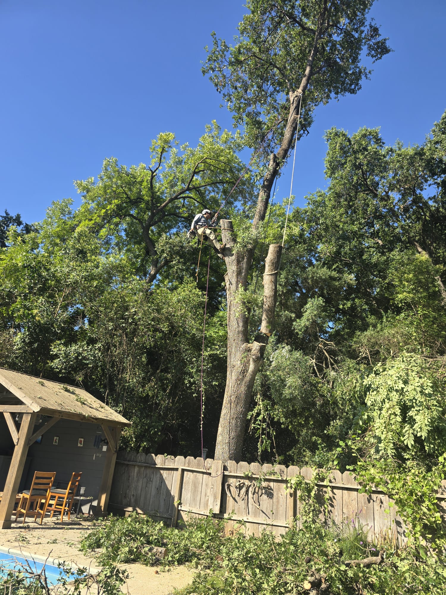 Tree Services