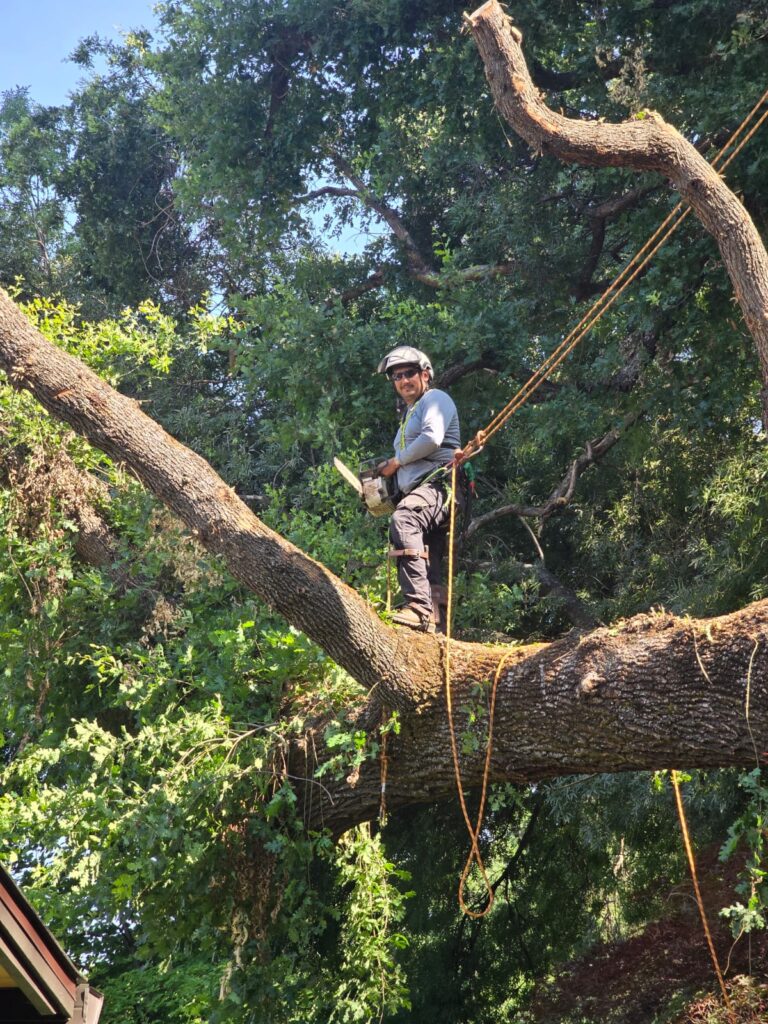 Tree Services
