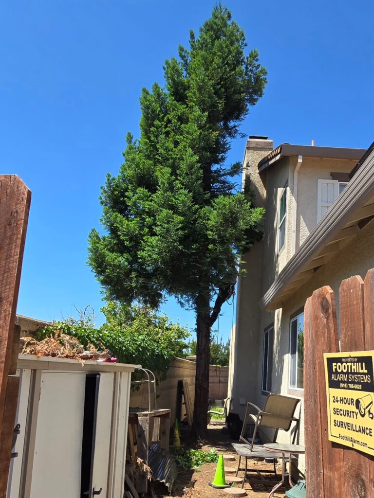 Tree Services
