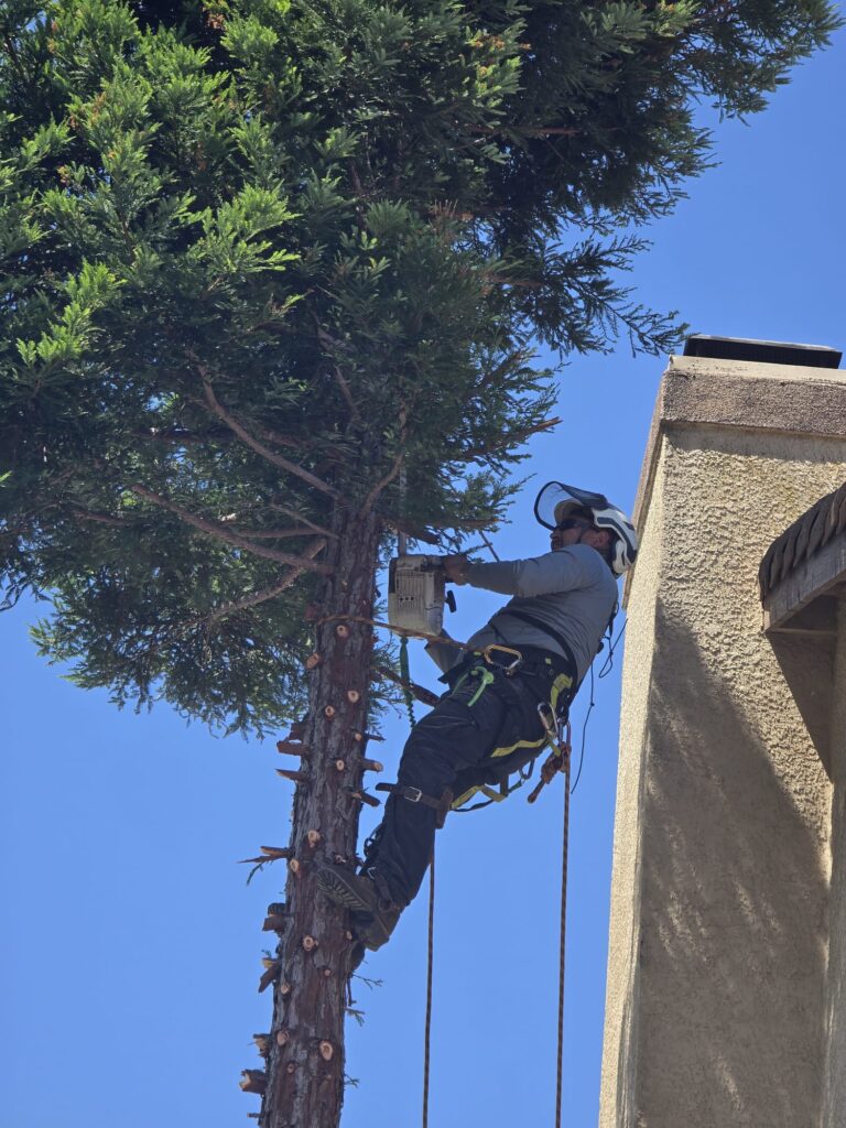 Tree Services