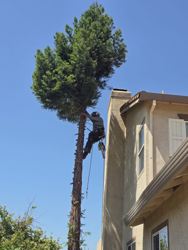 Tree Services