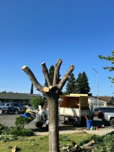 Tree Services