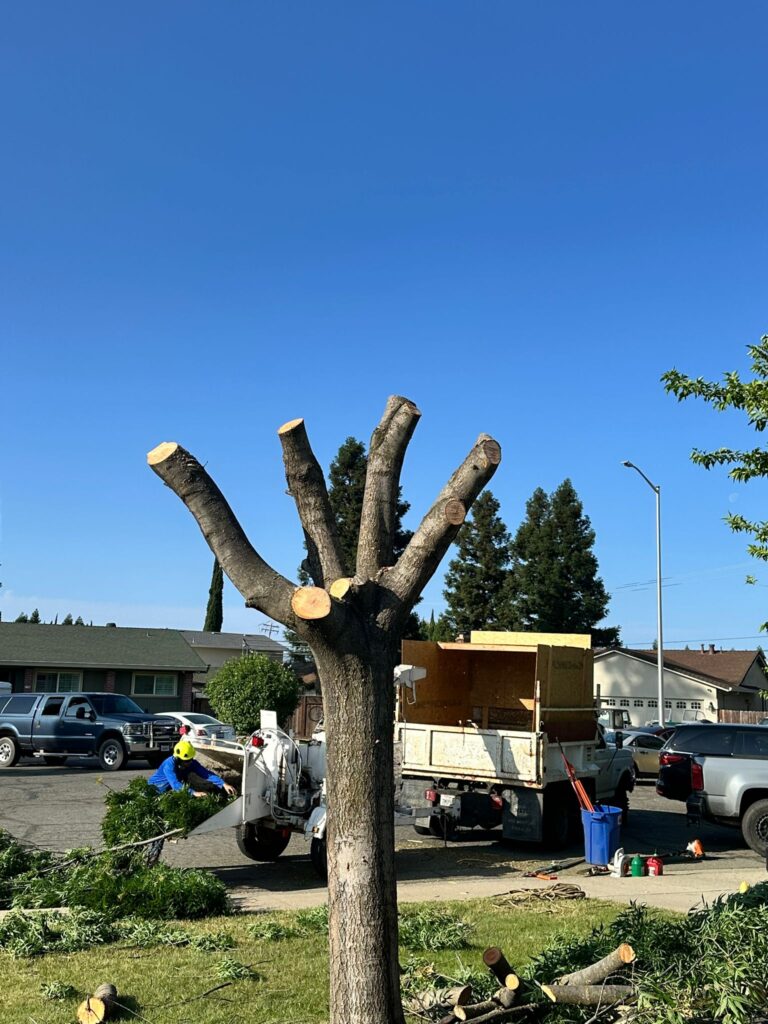 Tree Services