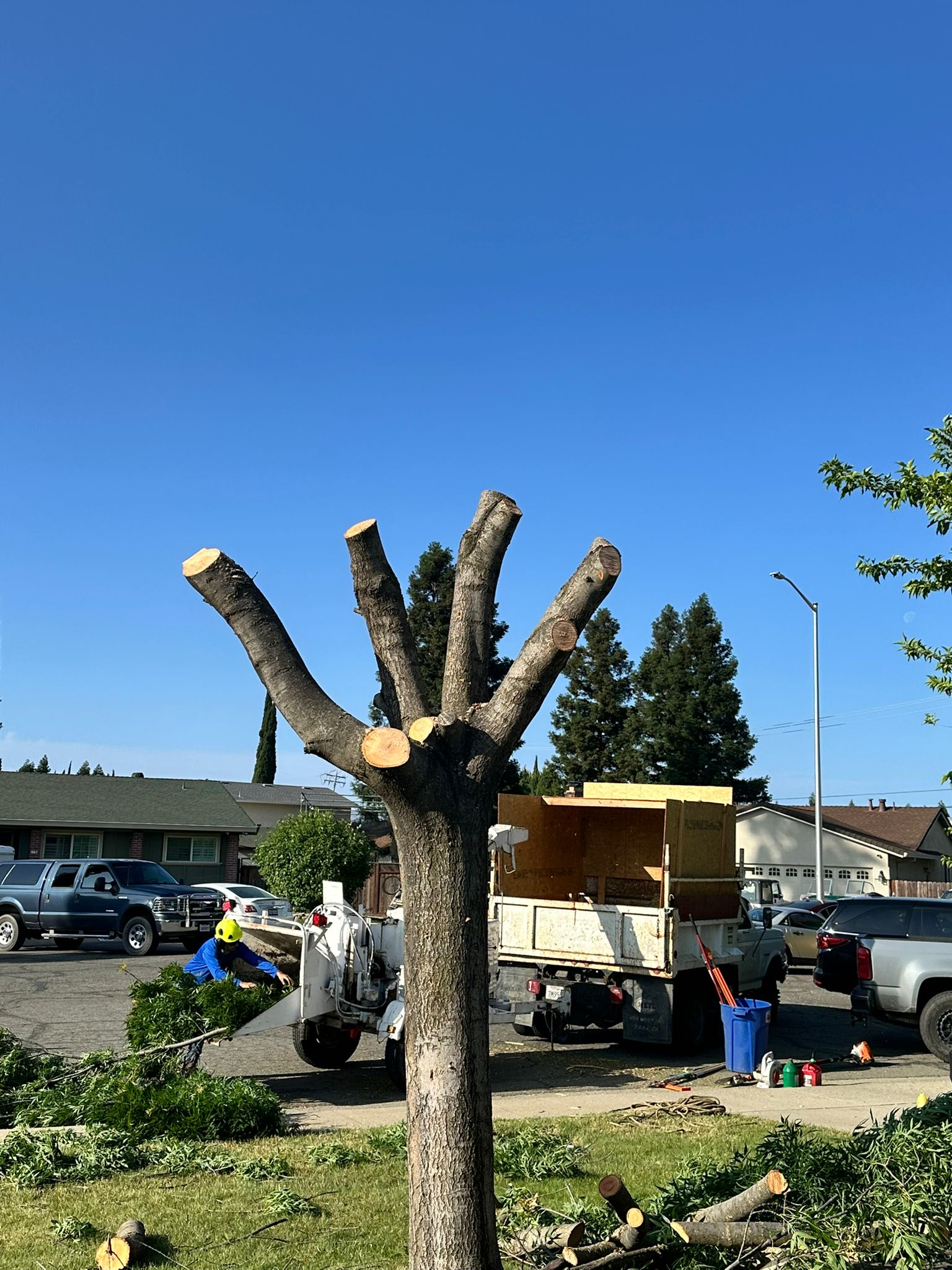 Tree Services