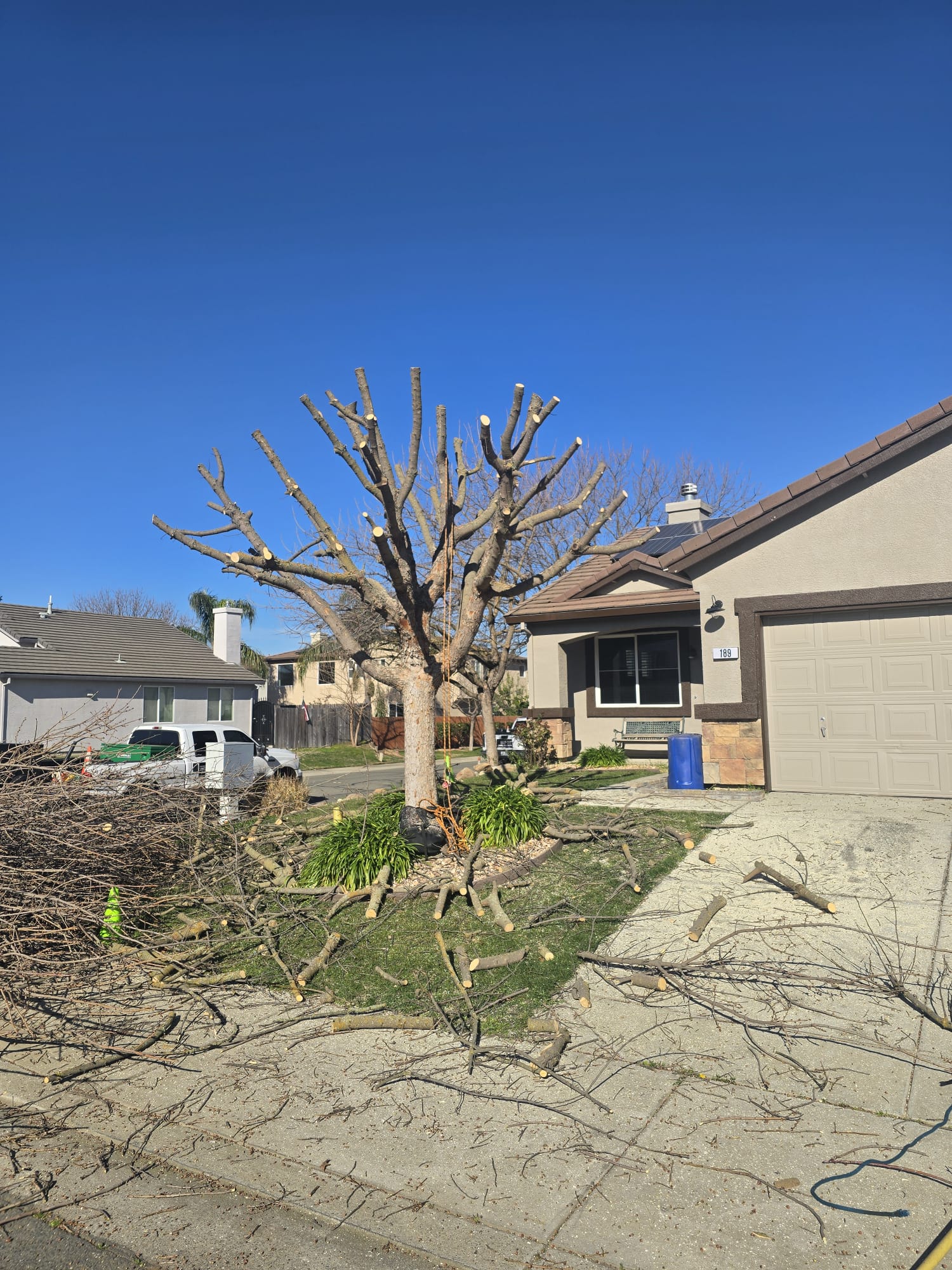 Tree Services