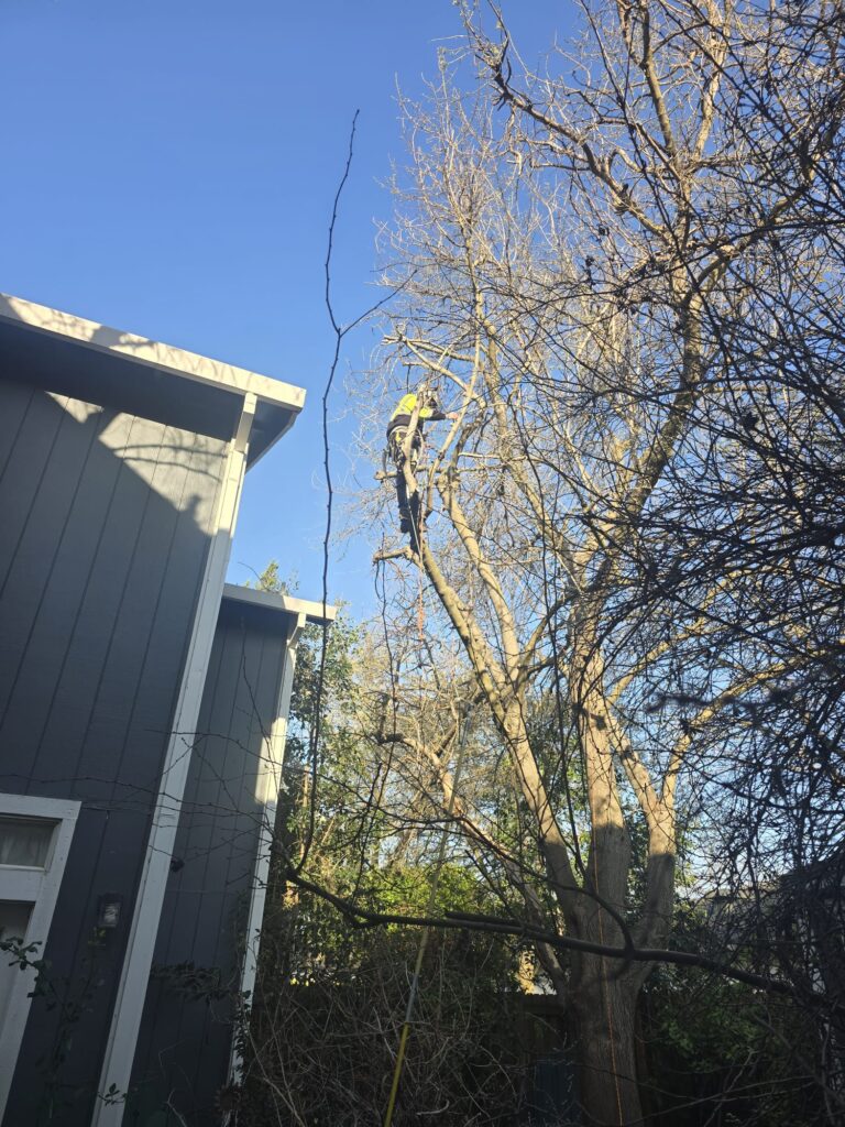 Tree Services