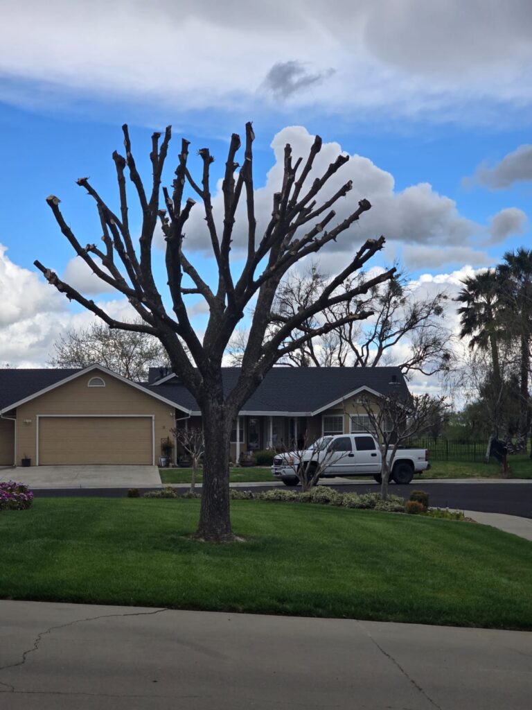 Tree Services
