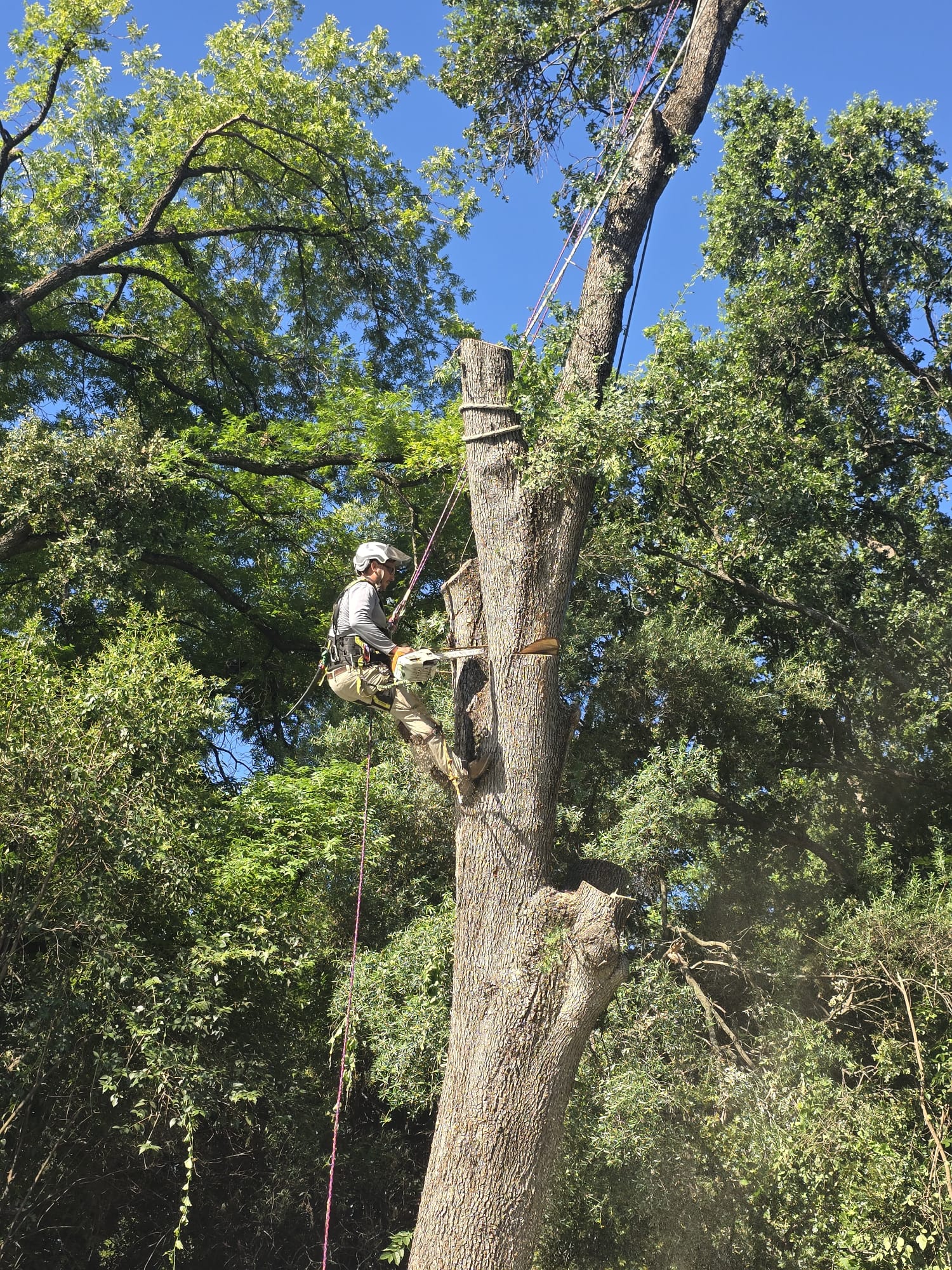Tree Services