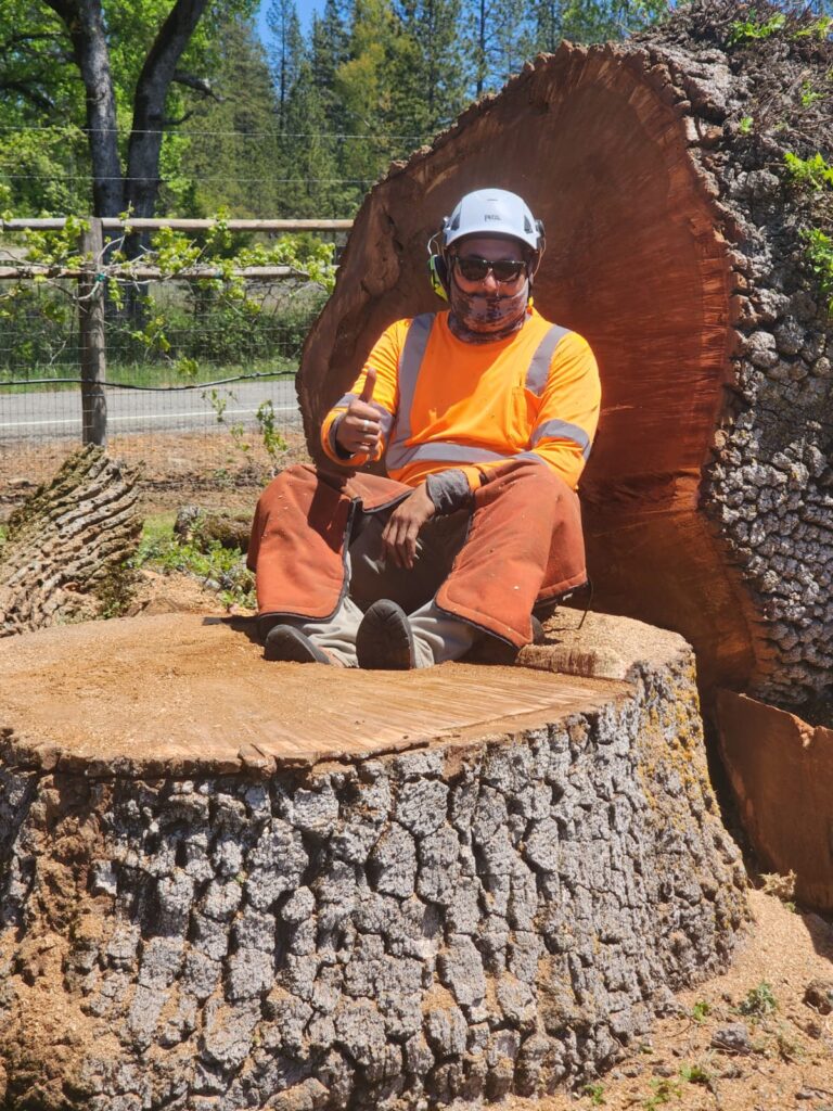 Tree Services